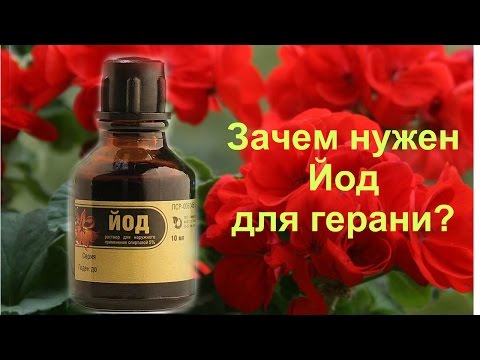 Video: Shack ыкмасы