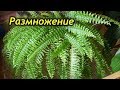 Как размножить папоротник. 3 способа успешного размножения.