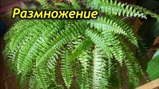 Как размножить папоротник. 3 способа успешного размножения. Как размножить папоротник. 3 способа успешного размножения.