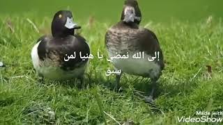 انشودة رائعة 🌹🌹لن تملا من سماعها اداء خالد الغامدي 🌹 إلى الله نمضي 🌹