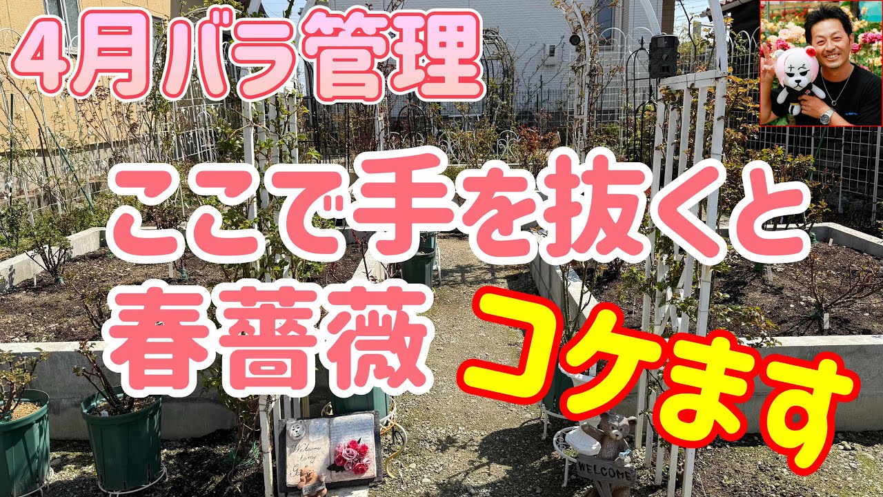 超重要月‼️【4月バラ管理】ここで手を抜くと5月コケます😭