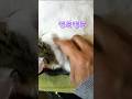 【猫動画】一番気持ちがいいところを触ってみた😽😽😽😽😽