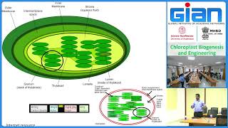 L10 Role of photosynthetic pigments in chloroplast biogenesis