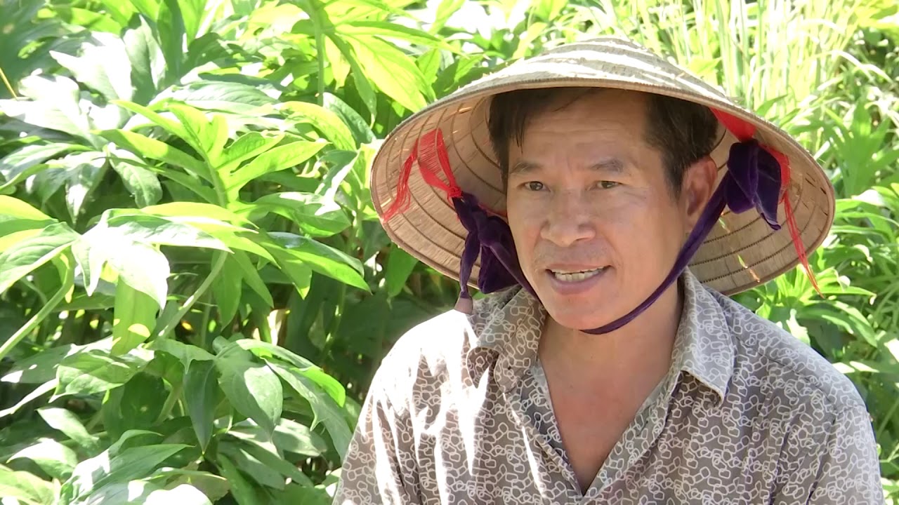 Rau Mop Cu Chi- cây rau móp- củ chi- đất thép- Đặc sản Củ Chi- đất thép ...