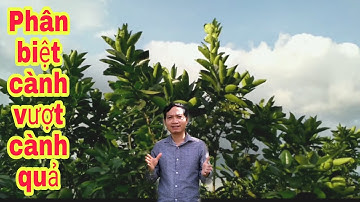 Phân biệt cành vượt, cành quả trên cây bưởi và cách xử lý_Bưởi Rỏn_0989928949