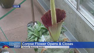 Corpse Flower & Denver Botanic Garden Opened On Friday