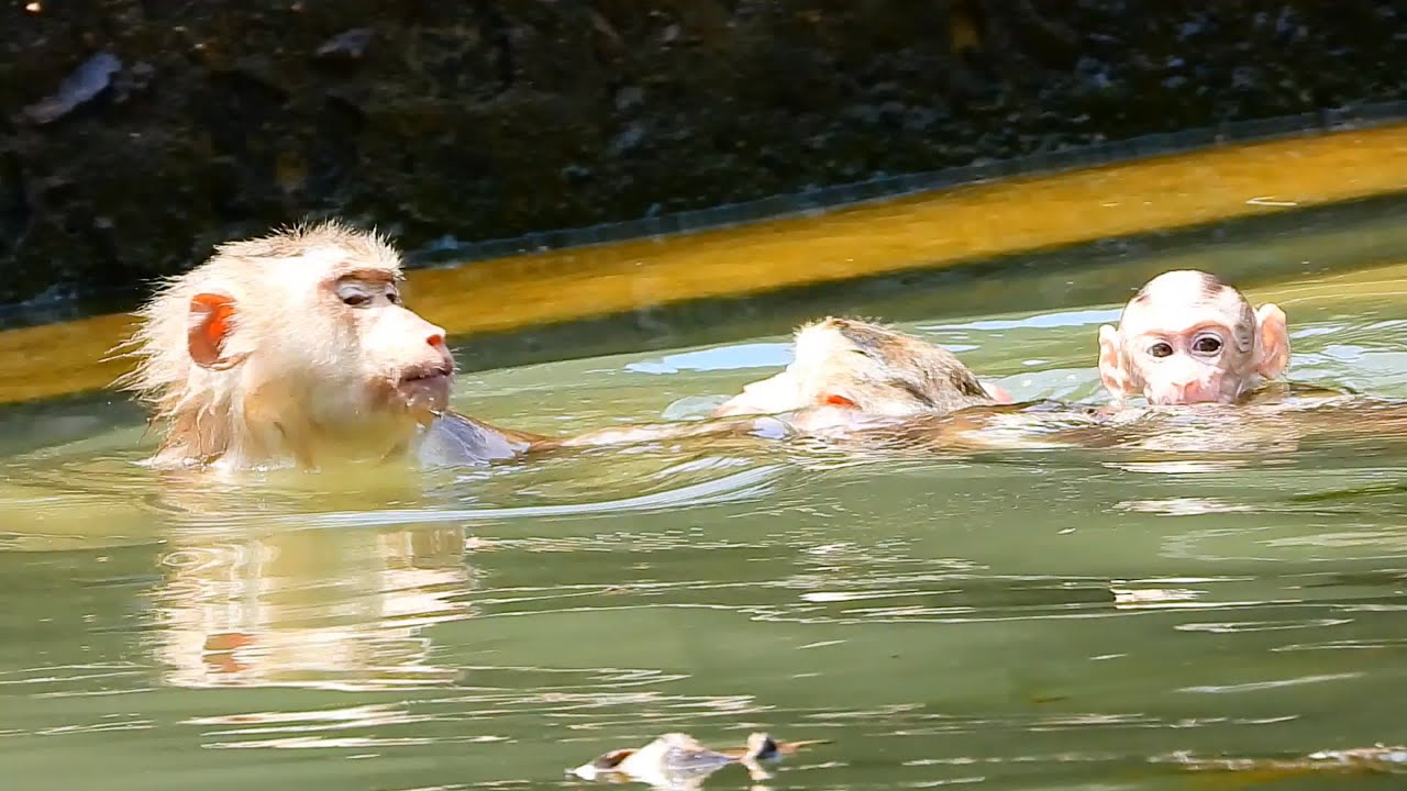 Monkey In Pool All Monkeys Play In The Pool Under The Bad Weather - YouTube