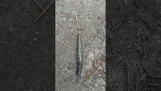 Giant Leopard Slug in Estonian Forest! 🪱 Rare Nature Discovery 🇪🇪