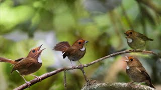 SUARA BURUNG SIKATAN KERONGKONGAN PUTIH