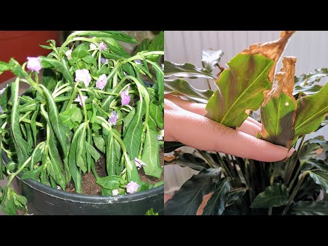 Video: ¿Cómo saber si una planta está patentada?