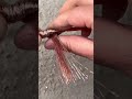 Wire To Wire Joint Safety Trick #wire #electrical #shortsfeed #copper #wiringtips