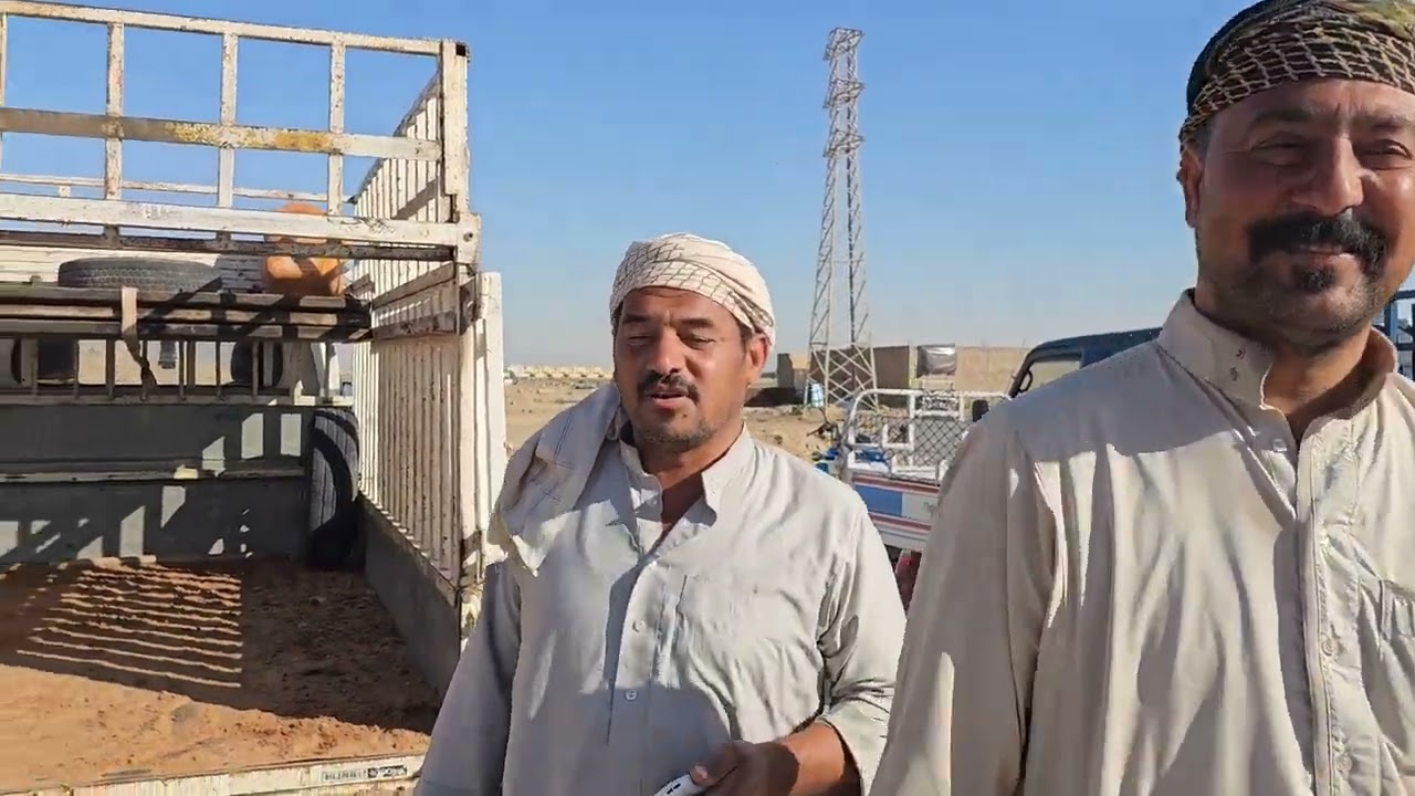 سوق مواشي هيت محافظة الانبار 2023/7/16