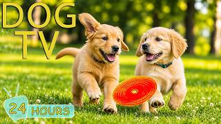 DOG TV: Videos to Keep Dogs Calm & Entertained All Day Free From Anxiety - Best Music for Dogs screenshot 2