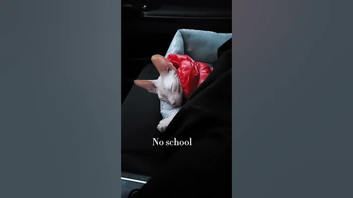 Video 5963161: sphynx male kitten, sphynxkitten