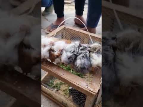 هامستر السعر داخل المقطع سوق الغزل يوم الجمعه ٢٠٢٢ ٣ ٤