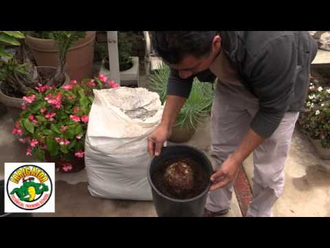 How to Transplant a Sago Palm Seed Pod