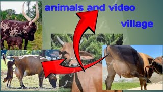 animals and village video