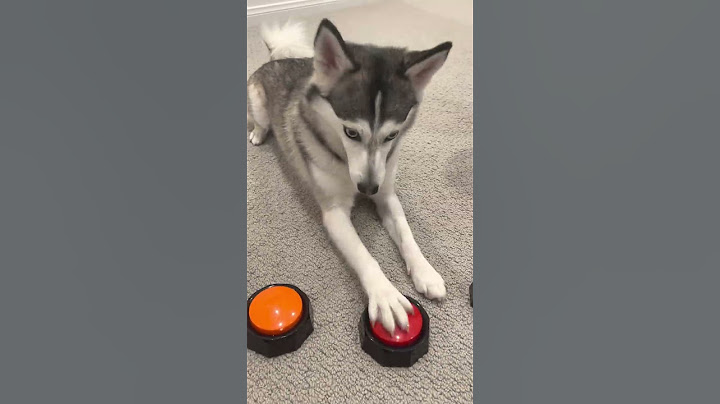 Sapphie the pomsky wishes daddy a happy birthday