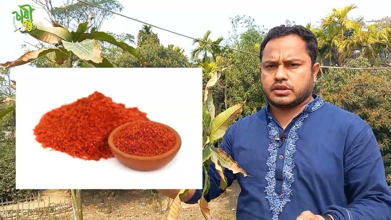 আমের পাতা পোড়া রোগ ও সমাধান।