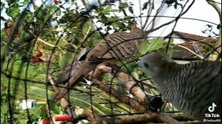 bb merbok krok tandang.