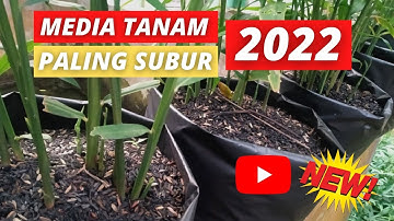 MEDIA TANAM POLYBAG TAHUN 2022 BUDIDAYA JAHE MERAH - AKSARA Agro & Farm