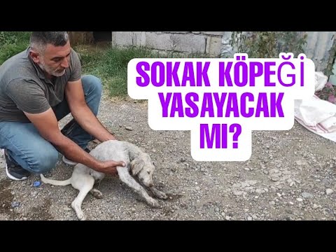 Video: Gine Domuzları Evcil Hayvanları İyileştirir mi?