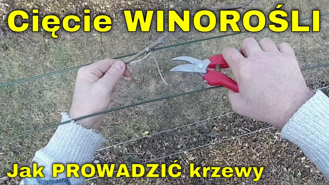Przycinam, formuję, prowadzę WINOROŚL. Zimowe wiosenne cięcie krzewów WINOGRON w trzecim roku uprawy
