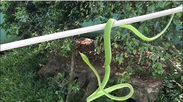 Rắn roi xanh - rắn lục mỏ nhọn