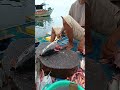 Yellowfin tuna cutting show in the beach #talon #fishing #fypシ゚viral #tuna  #seafood
