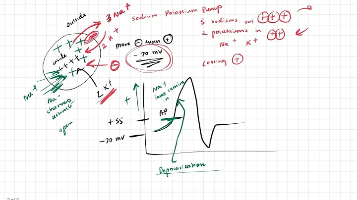 Action Potential Basics for MCAT