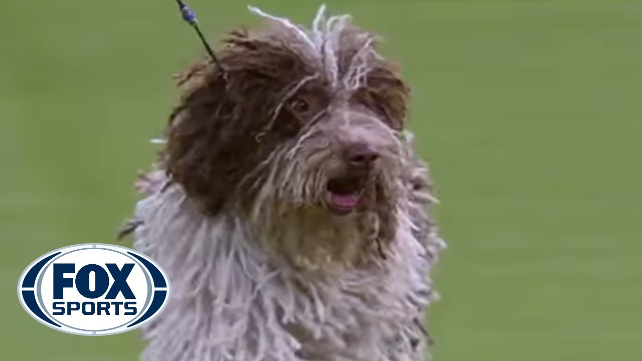 labradoodle westminster dog show