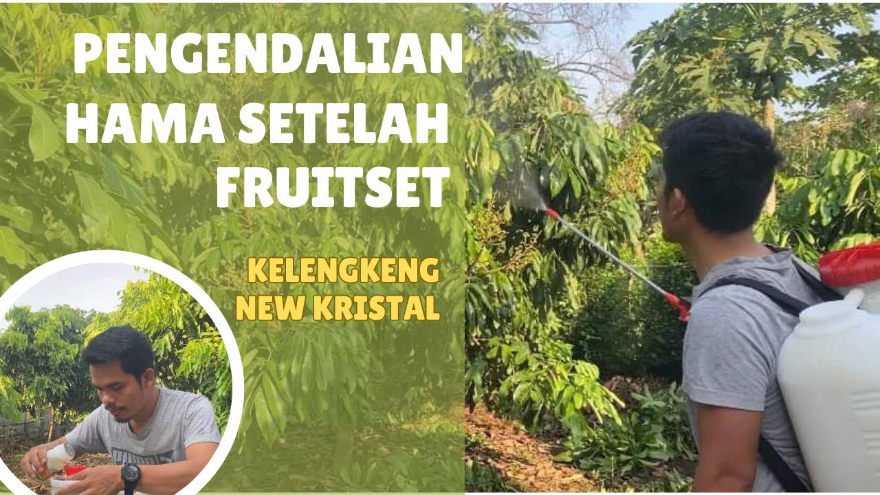 cara agar buah kelengkeng tidak rontok