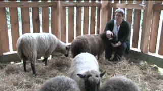 Lühisabaline lammas