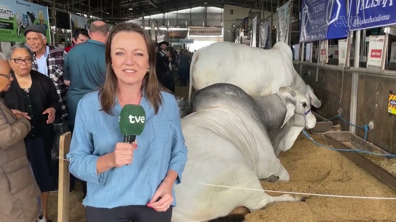 Conheça os critérios de julgamento dos animais da Expointer