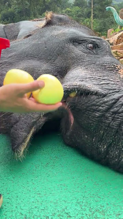 Nuonuo Daily, Grain Set Meals Arranged, Elephant's First Perspective, Taihu Dragon Dream Paradis