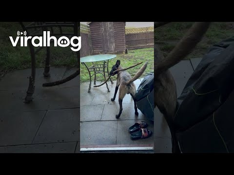 Dog Tries To Go Through Door With A Stick || ViralHog