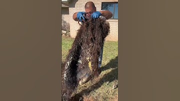 Removing tree roots from a septic tank 😳💩  #viral #satisfying #fyp #fypシ