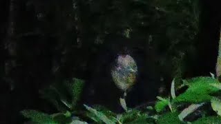  Misteripenakut Skip Ajah Qorin Pemudik Gentayangan