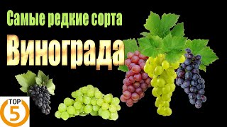 Самые редкие сорта винограда. Топ 5