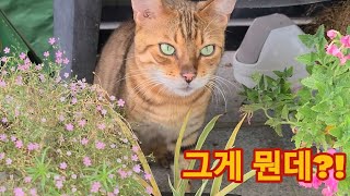 고양이에게 신뢰 받으면 할 수 있는 스킬 고양이에게 신뢰 받으면 할 수 있는 스킬