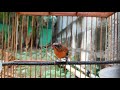 Mantull Abis Tembakan Santai Dari Kolibri Sepah Raja Ini Bikin Kolibri Diem Jadi Gacor Seketika Mp3 - Mp4 Download