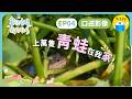 🐸歡迎光臨我的牧場𝗘𝗣𝟰口述影像版 ▸▸ 𝟭𝟮歲男孩的青蛙場生活 —上萬隻青蛙在我家｜小公視