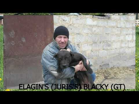 ELAGIN KENNEL