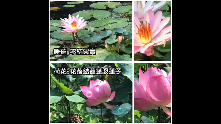 如何分辨荷花、莲花与睡莲的差异 - 天天要闻