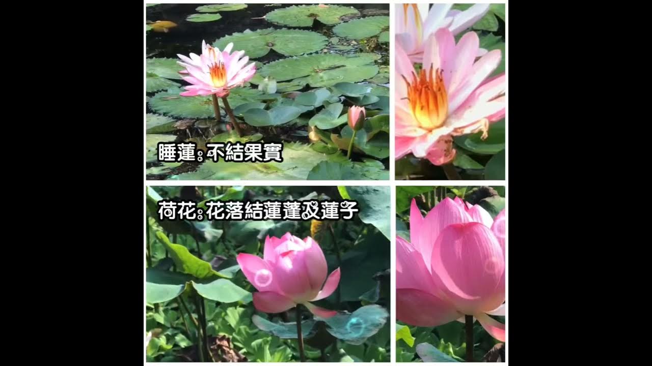 如何分辨荷花 蓮花與睡蓮的差異 Youtube