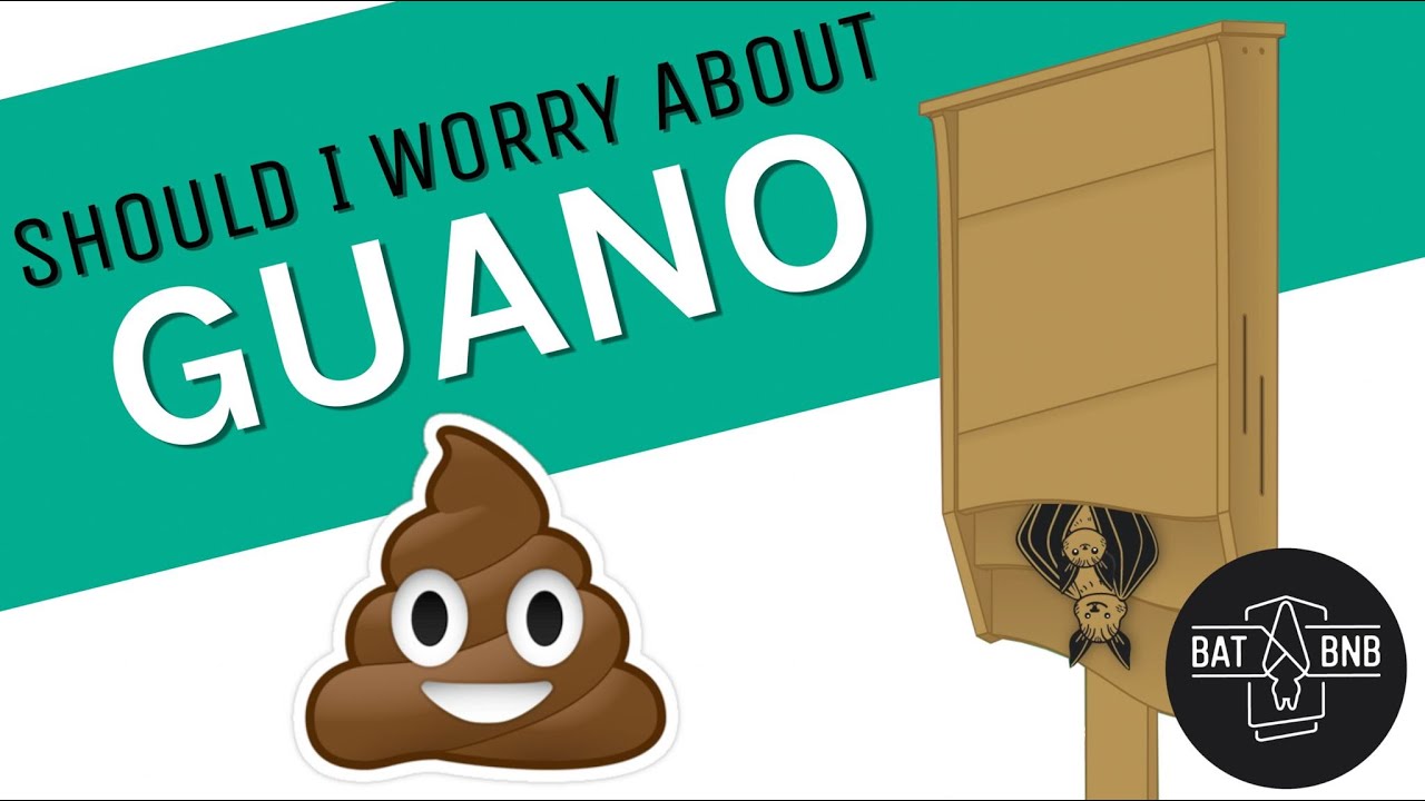 Bat Guano! Helpful or Dangerous? YouTube