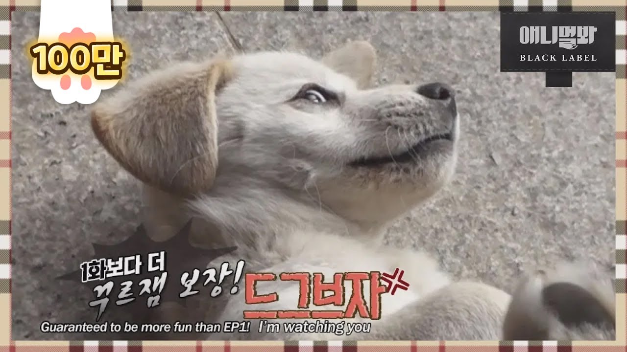 sbs tv동물농장x애니멀봐 中字 More fun than the first episode, I'm Sorry, I Don't Love You EP2
