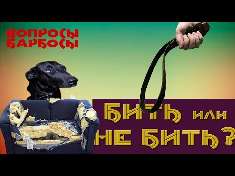 Можно ли наказывать собаку?