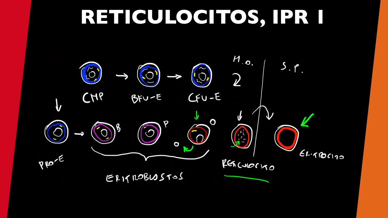 reticulocitos-e-ipr-1-visita-mi-podcast-y-aprende-medicina-mientras