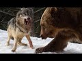 عندما يتقابل الذئب مع الدب في الغابات